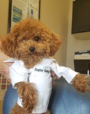 Dogtor Gizmo THD  